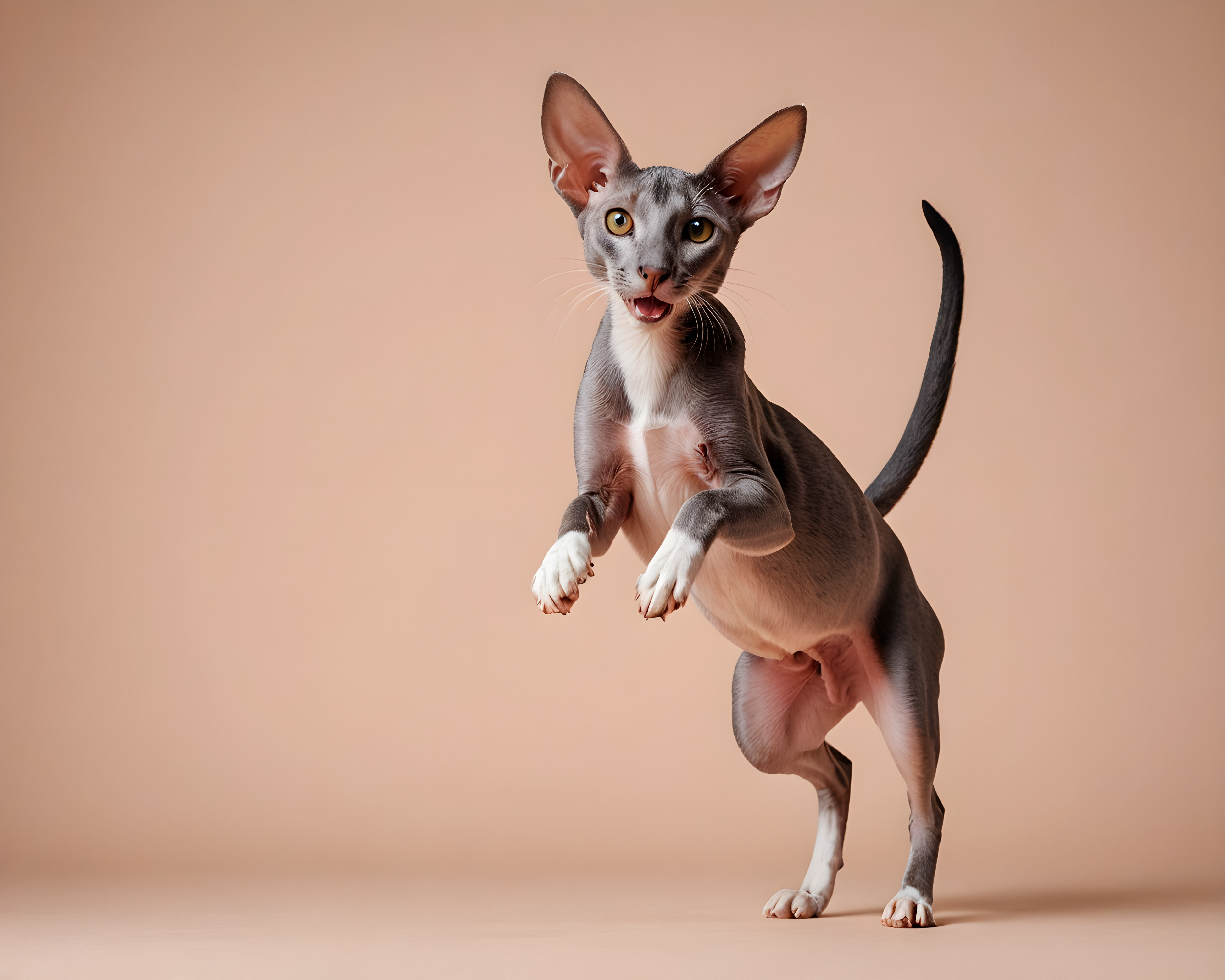 Oriental Shorthair — Modern Aesthetic (Happy)